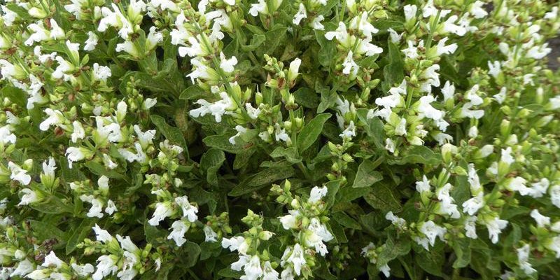 SALVIA officinalis 'Albiflora' - Sauge officinale