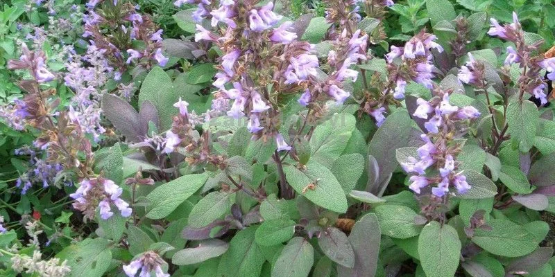 SALVIA officinalis 'Grete Stölzle' - Sauge officinale