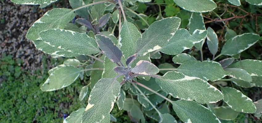 SALVIA officinalis 'Tricolor' - Sauge officinale