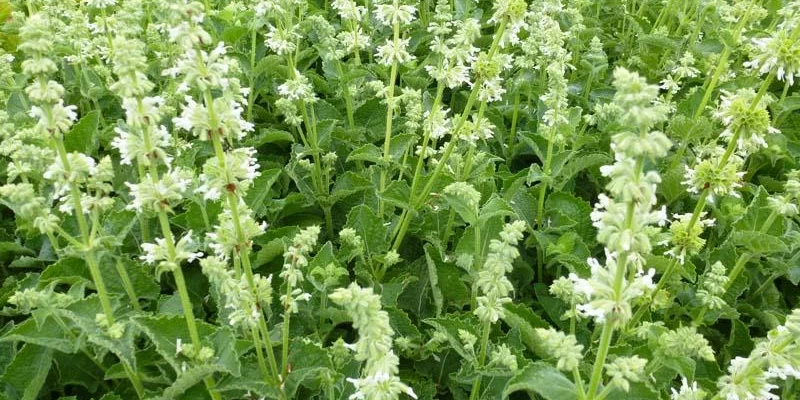 SALVIA verticillata 'Alba' - Sauge vivace