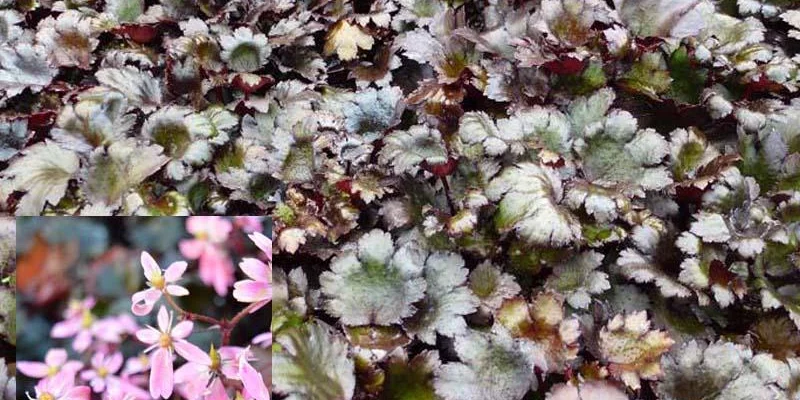 SAXIFRAGA cortusifolia 'Black Ruby' - Saxifrage