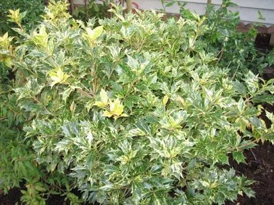 OSMANTHUS heterophyllus 'Goshiki' - Osmanthe à feuilles variables 'Goshiki'