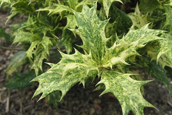 OSMANTHUS heterophyllus 'Goshiki' - Osmanthe à feuilles variables 'Goshiki'