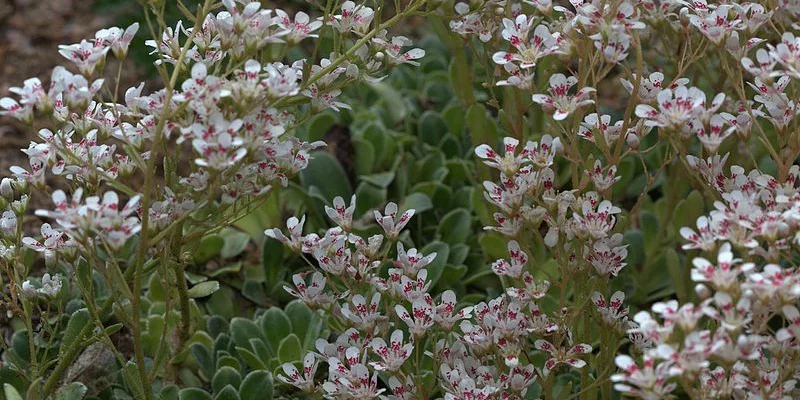 SAXIFRAGA cotyledon 'Southside Seedling' - Saxifrage