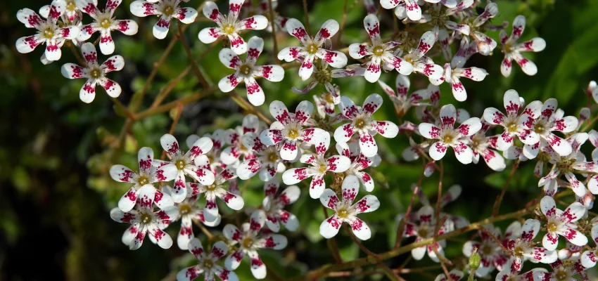 SAXIFRAGA cotyledon 'Southside Seedling' - Saxifrage