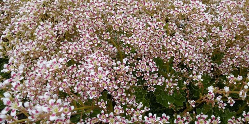 SAXIFRAGA cotyledon 'Southside Seedling' - Saxifrage