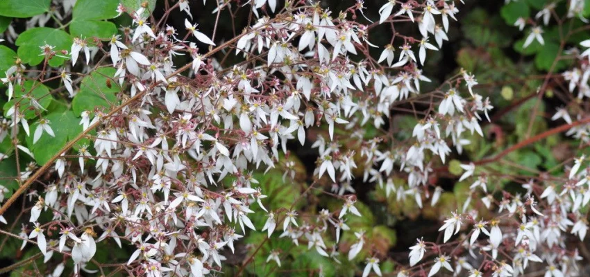 SAXIFRAGA stolonifera 'Cuscutiformis' - Saxifrage