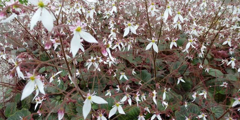 SAXIFRAGA stolonifera 'Cuscutiformis' - Saxifrage