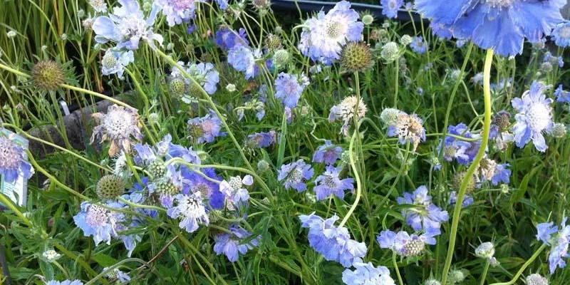 SCABIOSA caucasica 'Clive Greaves'