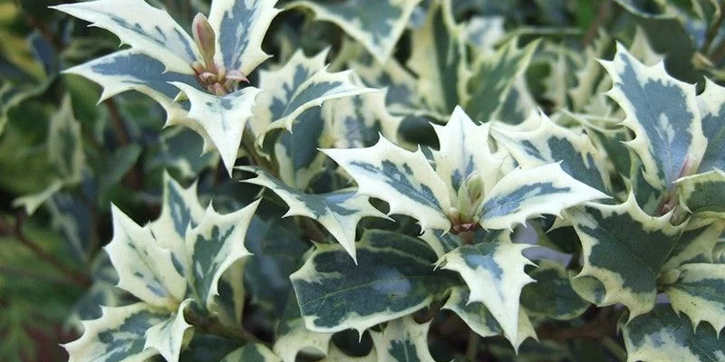 OSMANTHUS heterophyllus 'Variegatus' - Osmanthus à feuilles variables panachées