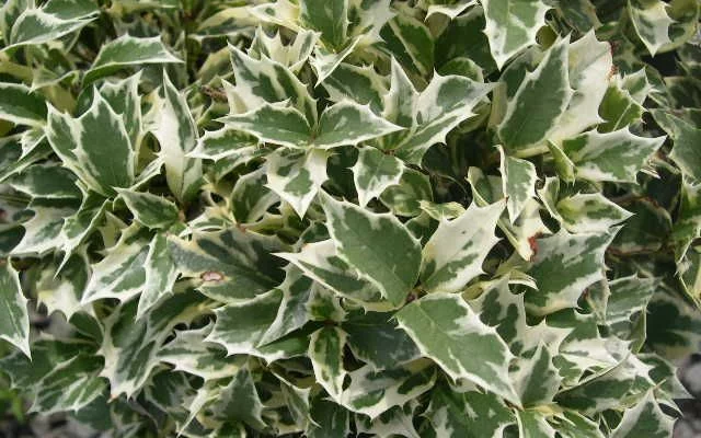 OSMANTHUS heterophyllus 'Variegatus' - Osmanthus à feuilles variables panachées
