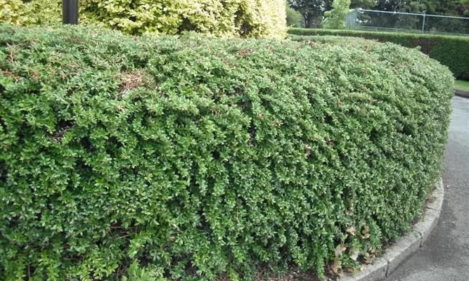 BERBERIS candidula - Epine vinette candidula