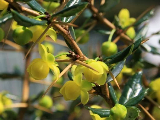 BERBERIS candidula - Epine vinette candidula