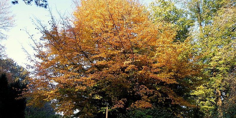 PARROTIA persica - Parrotie, Arbre de fer, superbe feuillage d'automne
