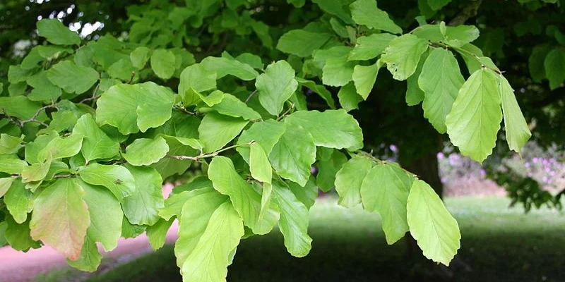 PARROTIA persica - Parrotie, Arbre de fer, superbe feuillage d'automne