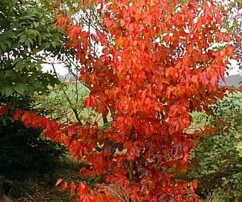 PARROTIA persica - Parrotie, Arbre de fer, superbe feuillage d'automne
