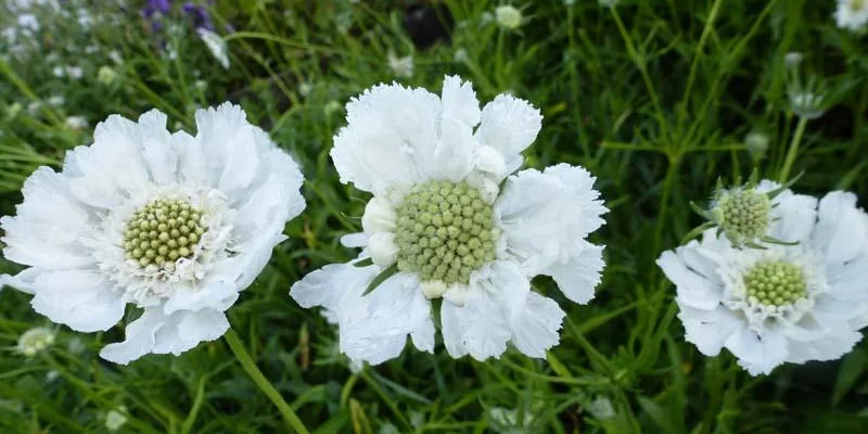 SCABIOSA caucasica 'Miss Willmott'