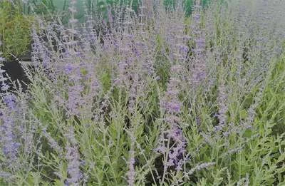 PEROVSKIA atriplicifolia 'Blue Spire' - Sauge d'Afghanistan 'Blue spire'