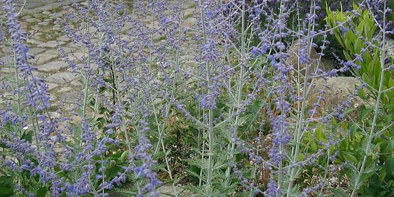 PEROVSKIA atriplicifolia 'Blue Spire' - Sauge d'Afghanistan 'Blue spire'