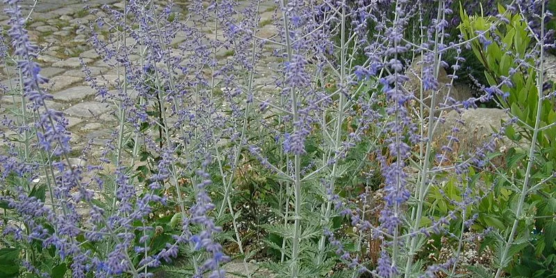 PEROVSKIA atriplicifolia 'Blue Spire' - Sauge de Sibérie