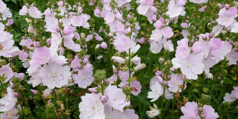 SIDALCEA 'Little Princess'®