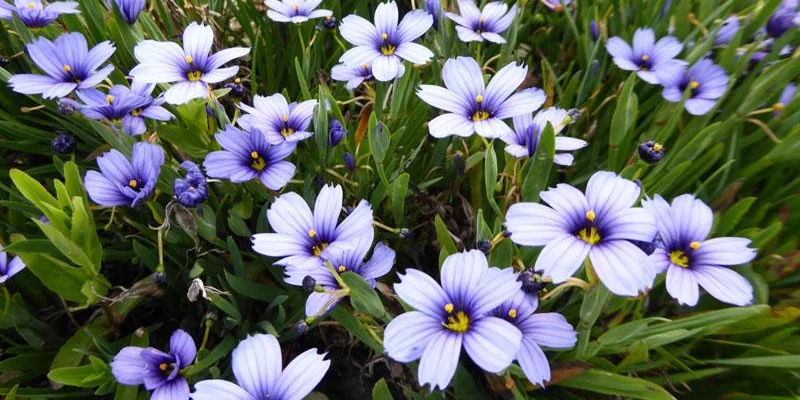 SISYRINCHIUM 'Devon Skies' - Bermudienne