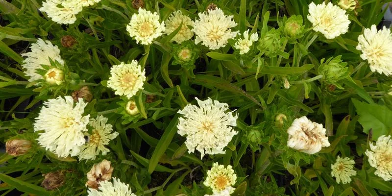 STOKESIA laevis 'Mary Gregory'