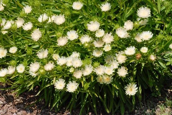 STOKESIA laevis 'Mary Gregory'