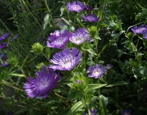 stokesia purple parasols
