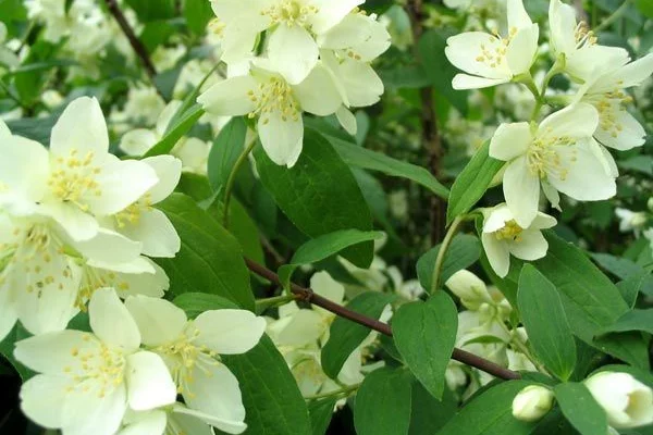 PHILADELPHUS 'Belle Etoile' - Seringat des jardins