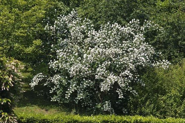 PHILADELPHUS 'Belle Etoile' - Seringat des jardins