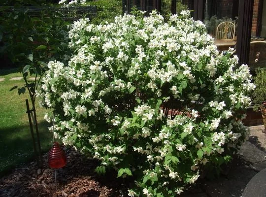 PHILADELPHUS 'Belle Etoile' - Seringat des jardins