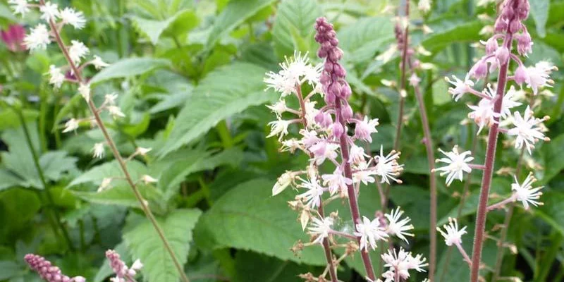 TIARELLA cordifolia 'Oakleaf' - Tiarelle