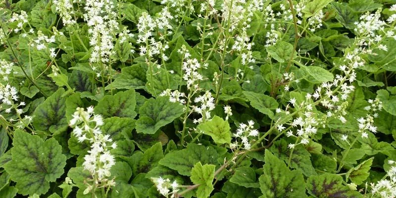 TIARELLA 'Appalachian Trail' ® - Tiarelle