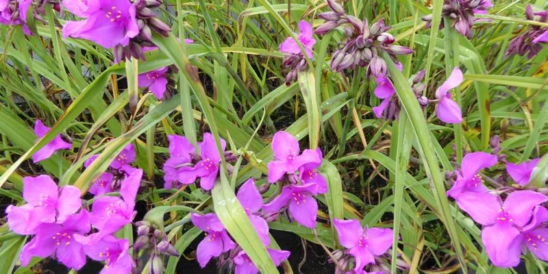 TRADESCANTIA 'Red Grape' - Ephémère de Virginie