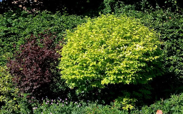 PHILADELPHUS coronarius 'Aureus' - Seringat des jardins feuilles jaunes