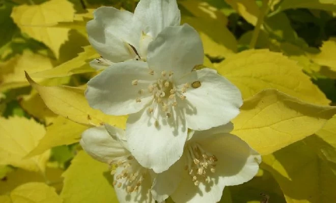 PHILADELPHUS coronarius 'Aureus' - Seringat à feuilles jaunes