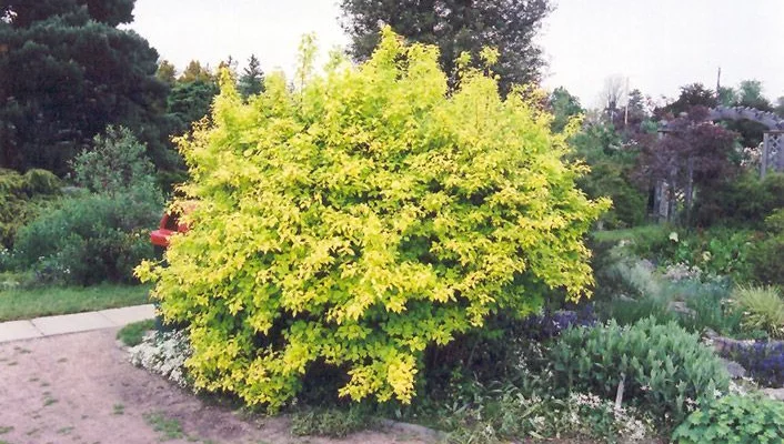 PHILADELPHUS coronarius 'Aureus' - Seringat à feuilles jaunes