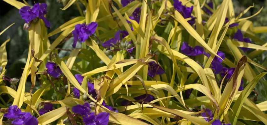 TRADESCANTIA 'Sweet Kate' - Ephémère de Virginie