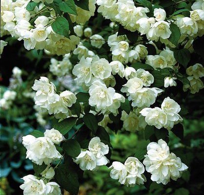 PHILADELPHUS minnesota 'Snowflake' - Seringat des jardins à fleurs doubles