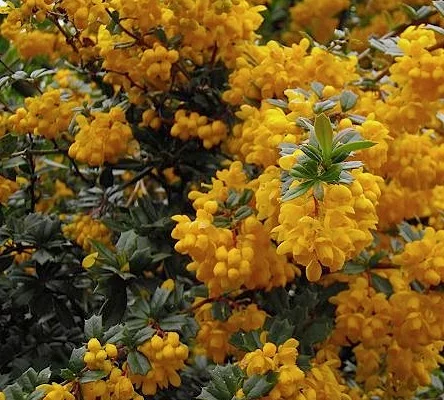 BERBERIS darwinii - Epine vinette de 'Darwin'