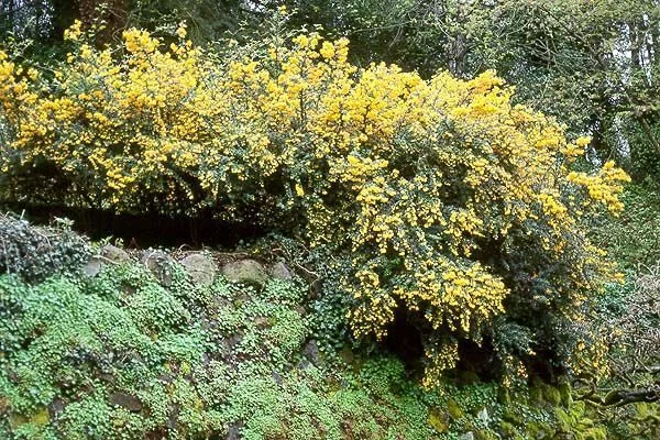 BERBERIS darwinii - Epine vinette de 'Darwin'