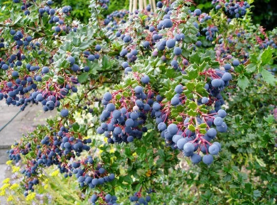 BERBERIS darwinii - Epine vinette de 'Darwin'