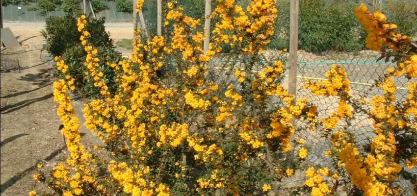 BERBERIS darwinii - Epine vinette de 'Darwin'