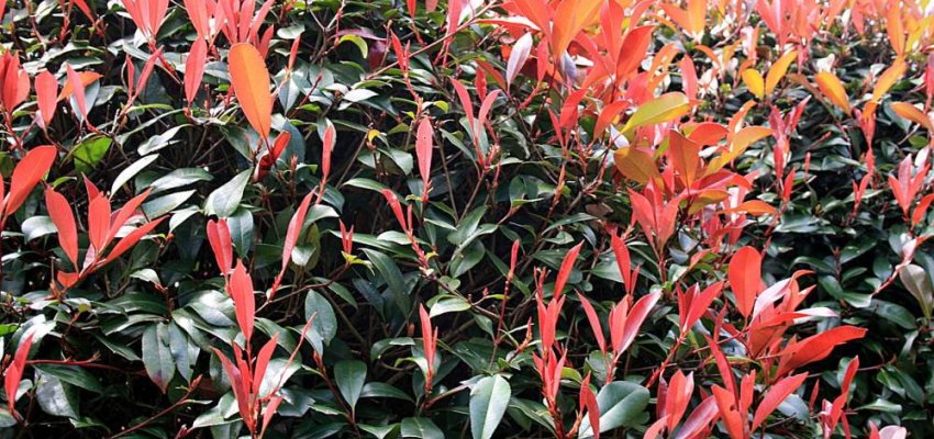PHOTINIA fraseri 'Red Robin' - Plantes de haie