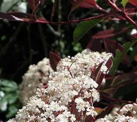 PHOTINIA fraseri 'Red Robin' - Plantes de haie