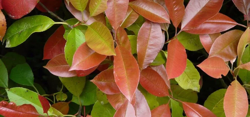 PHOTINIA fraseri 'Red Robin' - Plantes de haie