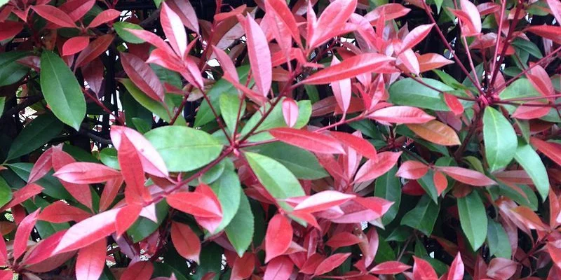 PHOTINIA fraseri 'Red Robin' - Plantes de haie