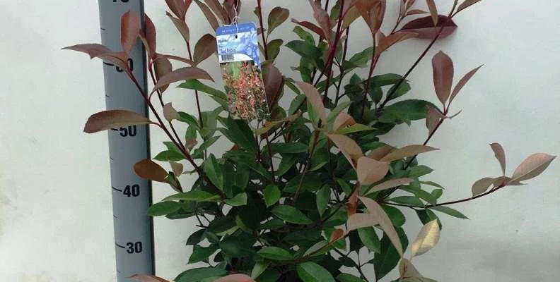 PHOTINIA fraseri 'Red Robin' - Plantes de haie