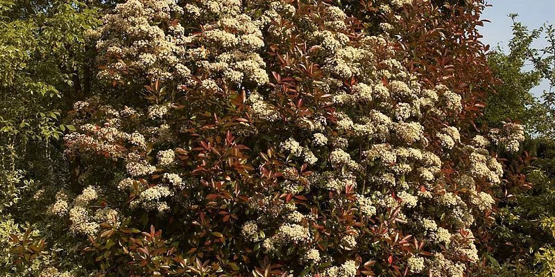 PHOTINIA fraseri 'Red Robin' - Plantes de haie